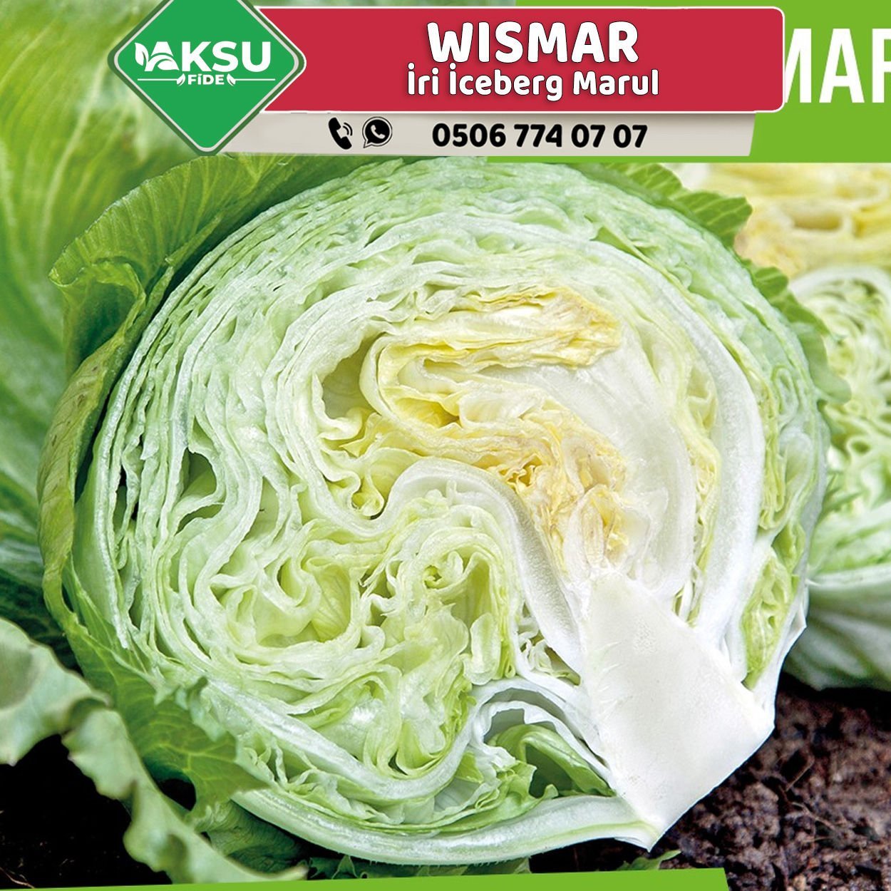 Wismar İri İceberg Marul Fidesi