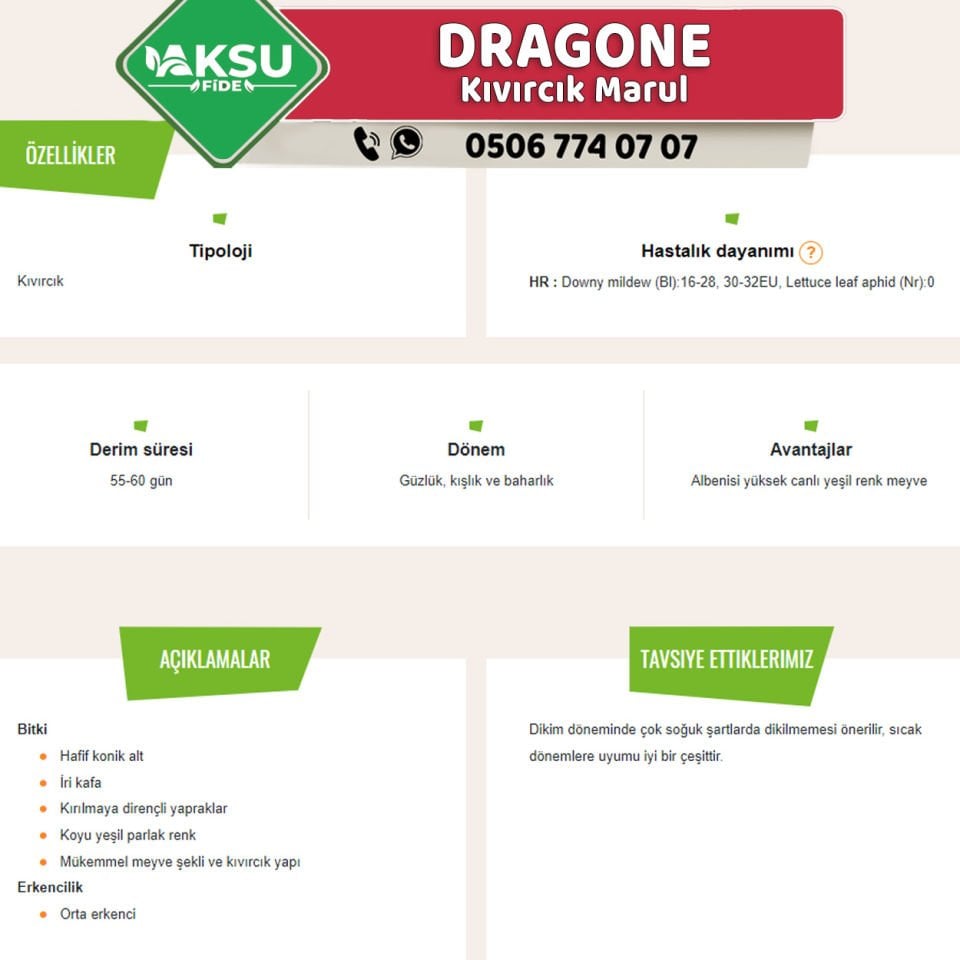 Dragone Yazlık Kıvırcık Marul Fidesi