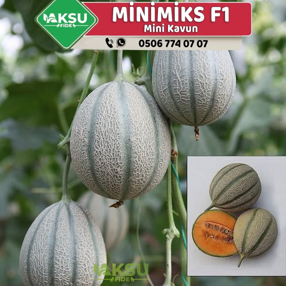 Minimiks F1 Mini Kavun Fidesi