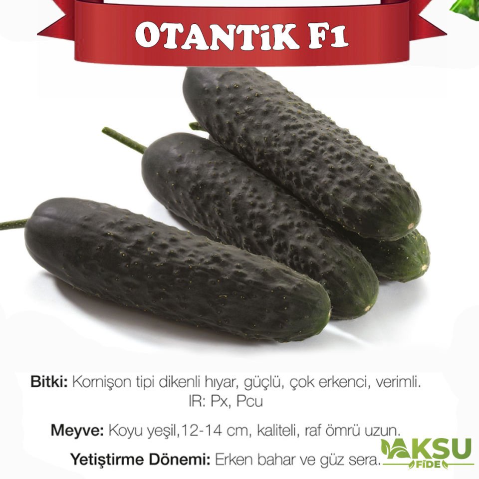 Otantik F1 Dikenli Salatalık Fidesi