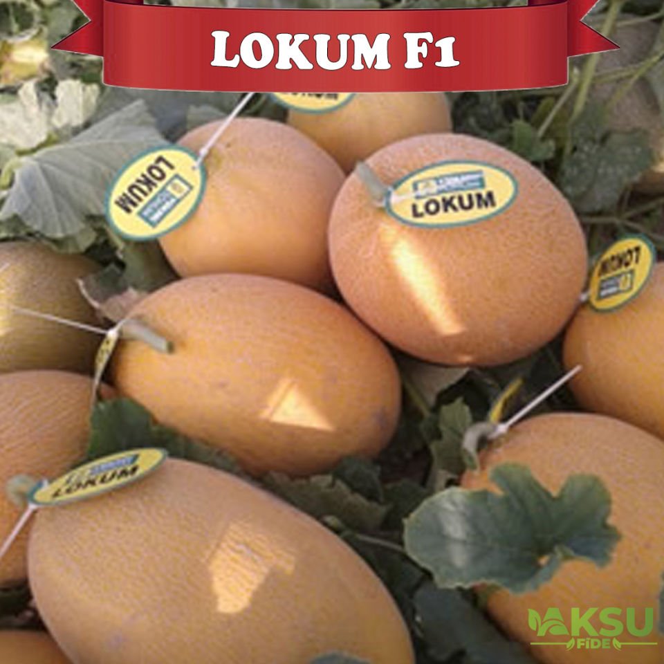 Lokum F1 Ananas Tipi Kavun Fidesi