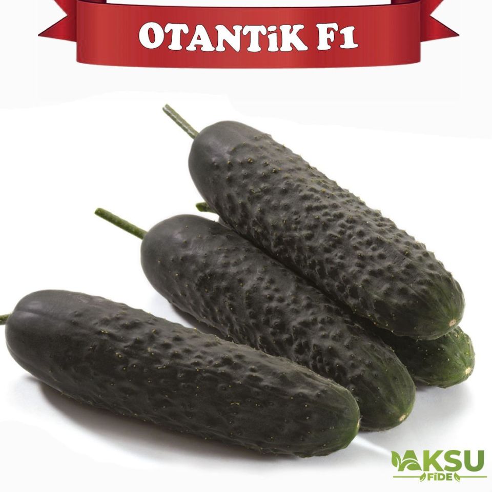 Otantik F1 Dikenli Salatalık Tohumu