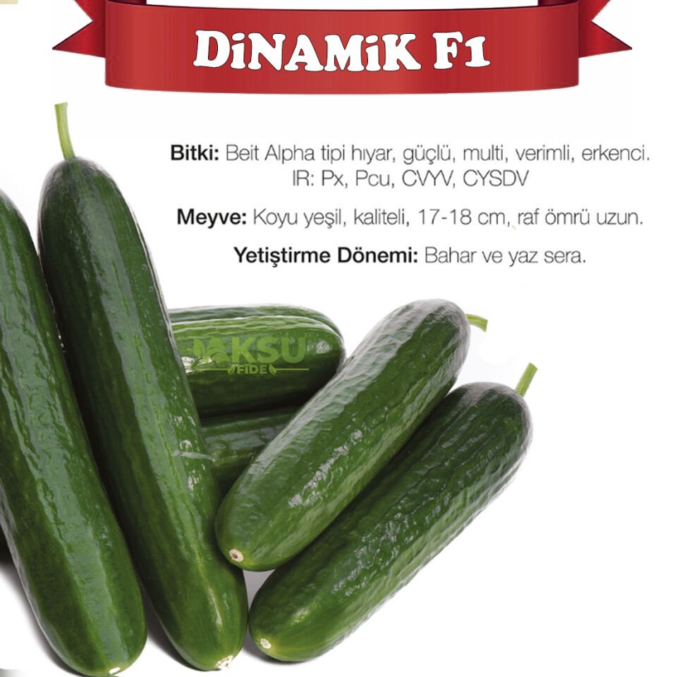 Dinamik F1 Sırık Multi Hıyar Fidesi