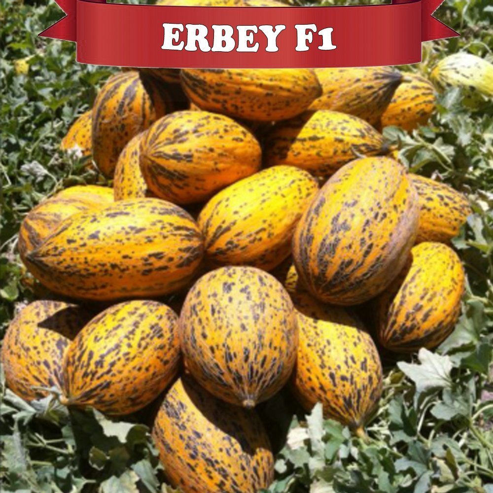 Erbey F1 Kırkağaç Kavun Fidesi