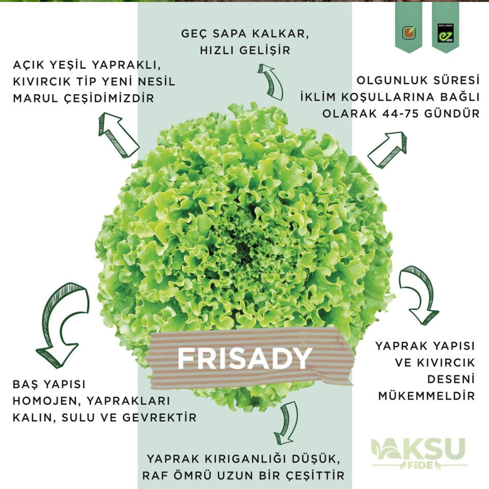 Frisady Tarlalık Kıvırcık Marul Fidesi