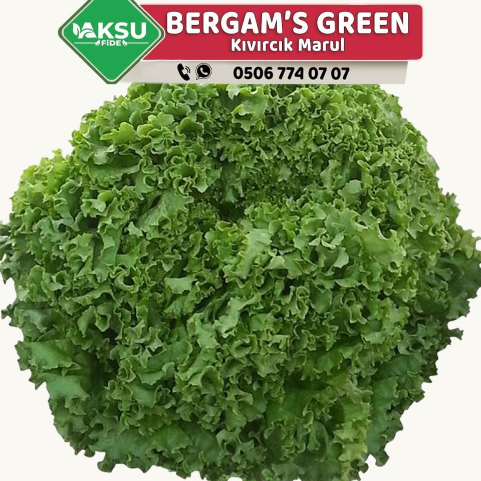 Bergam's Green Kıvırcık Marul Fidesi