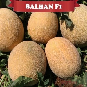 Balhan F1 Galia Kavun Fidesi