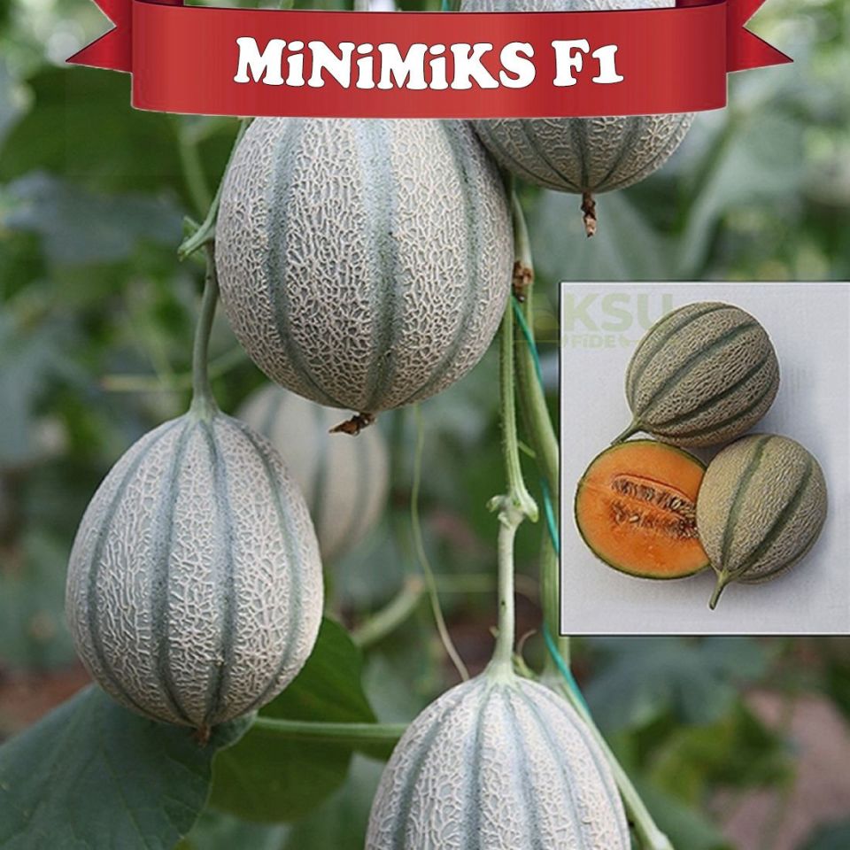 Minimiks F1 Mini Kavun Tohumu