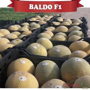 Baldo F1 Galia Kavun Fidesi