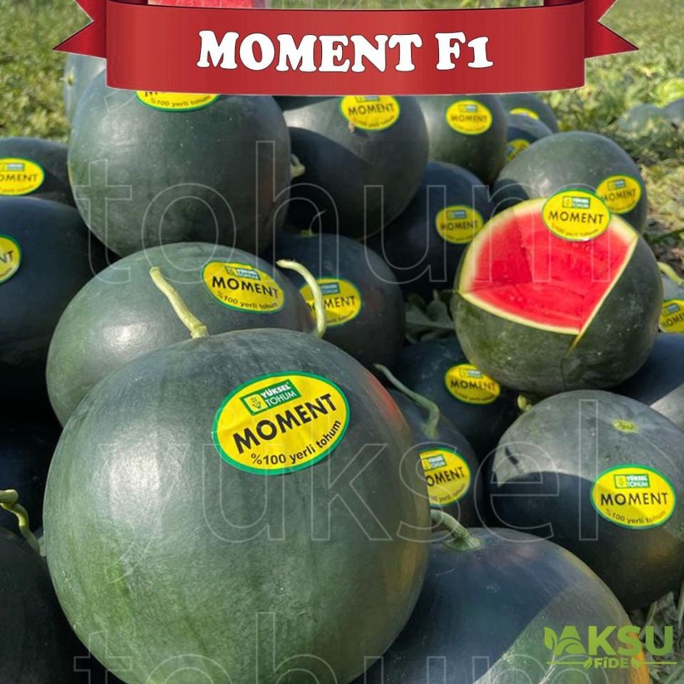 Moment F1 Çekirdeksiz Siyah Karpuz Tohumu