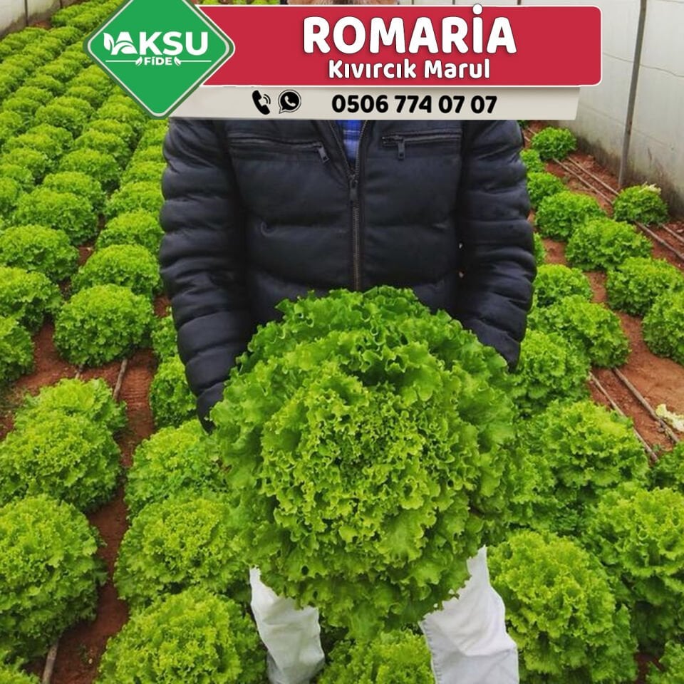 Romaria Kıvırcık Marul Fidesi