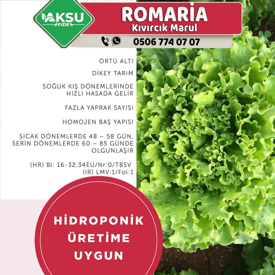 Romaria Kıvırcık Marul Fidesi