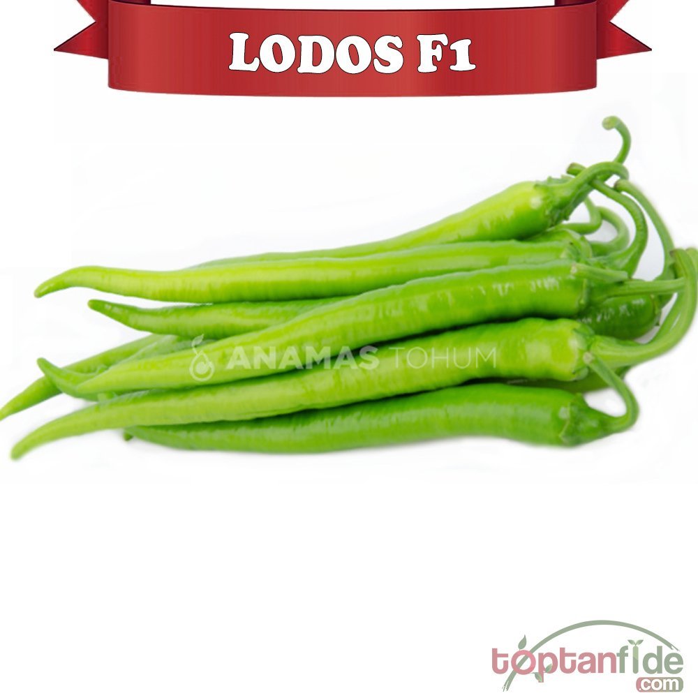 Lodos F1 Sivri Biber Fidesi