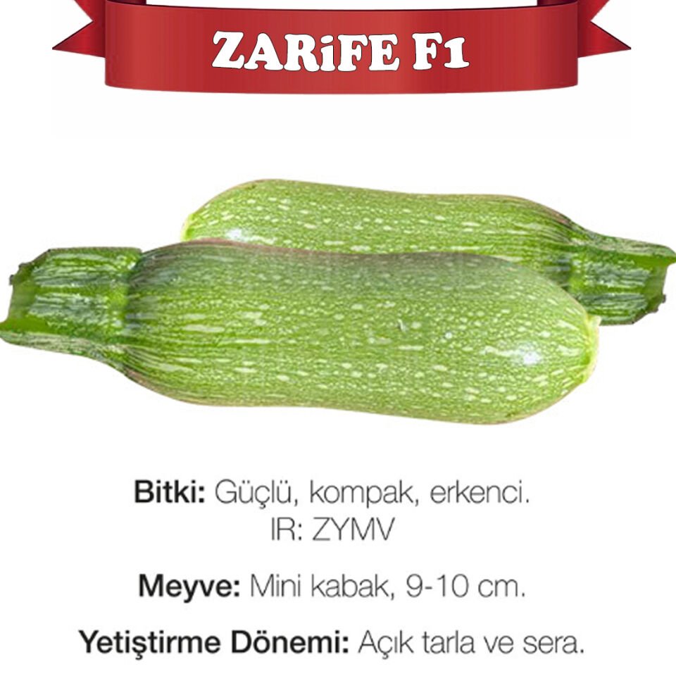 Zarife F1 Mini Kabak Fidesi
