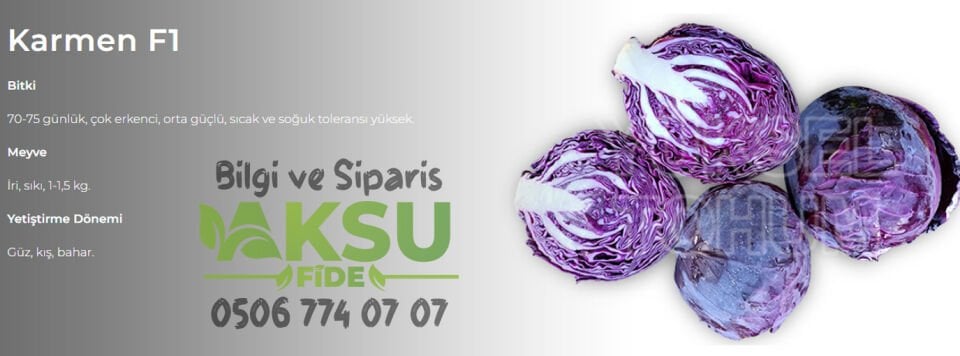 Karmen F1 Kırmızı Lahana Fidesi