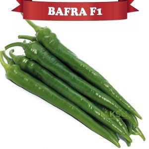 Bafra F1 Acı Sivri Biber Fidesi