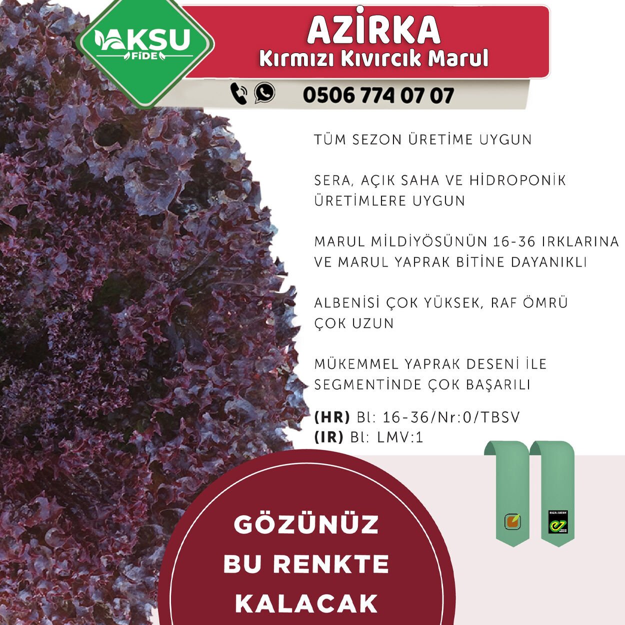 Azirka Kırmızı Kıvırcık Marul Fidesi