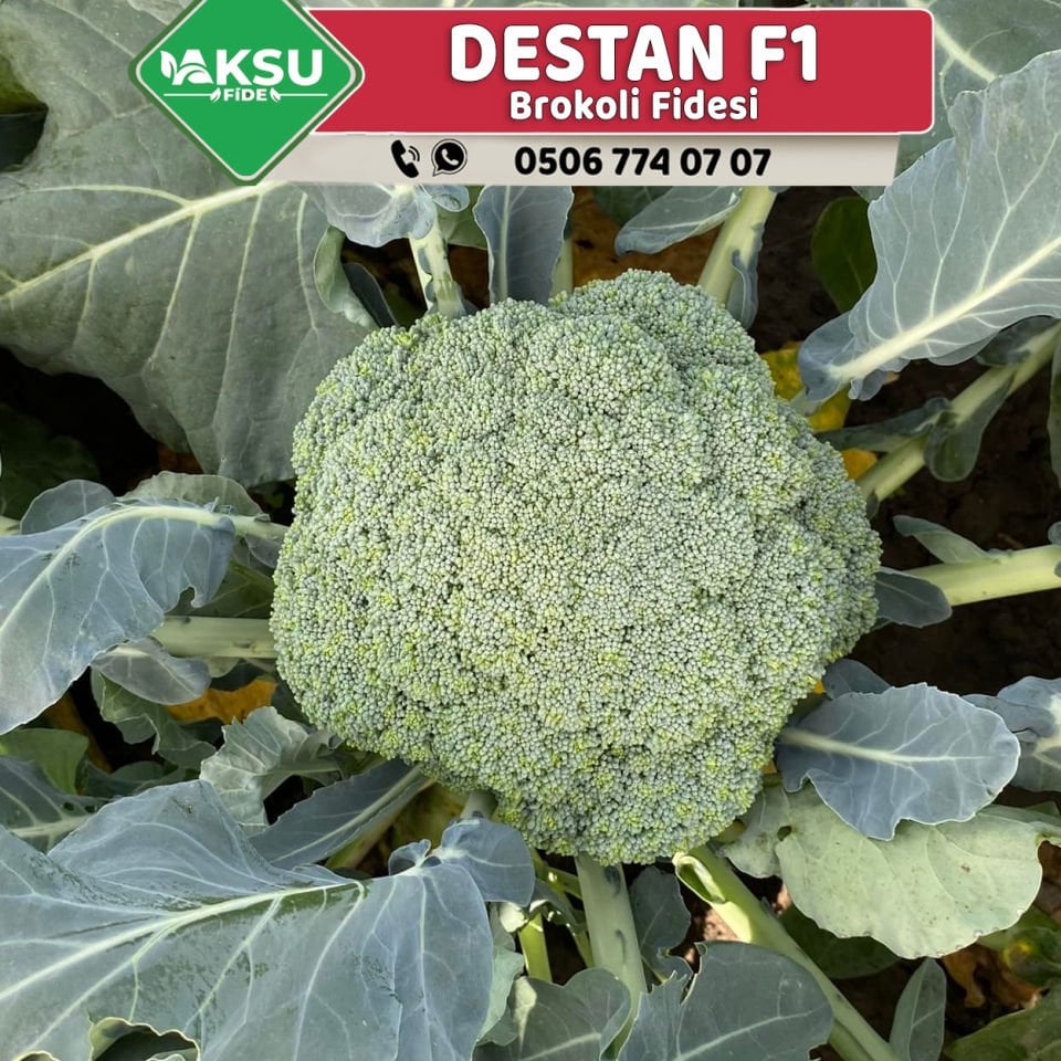 Destan F1 Çok Erkenci Brokoli Fidesi