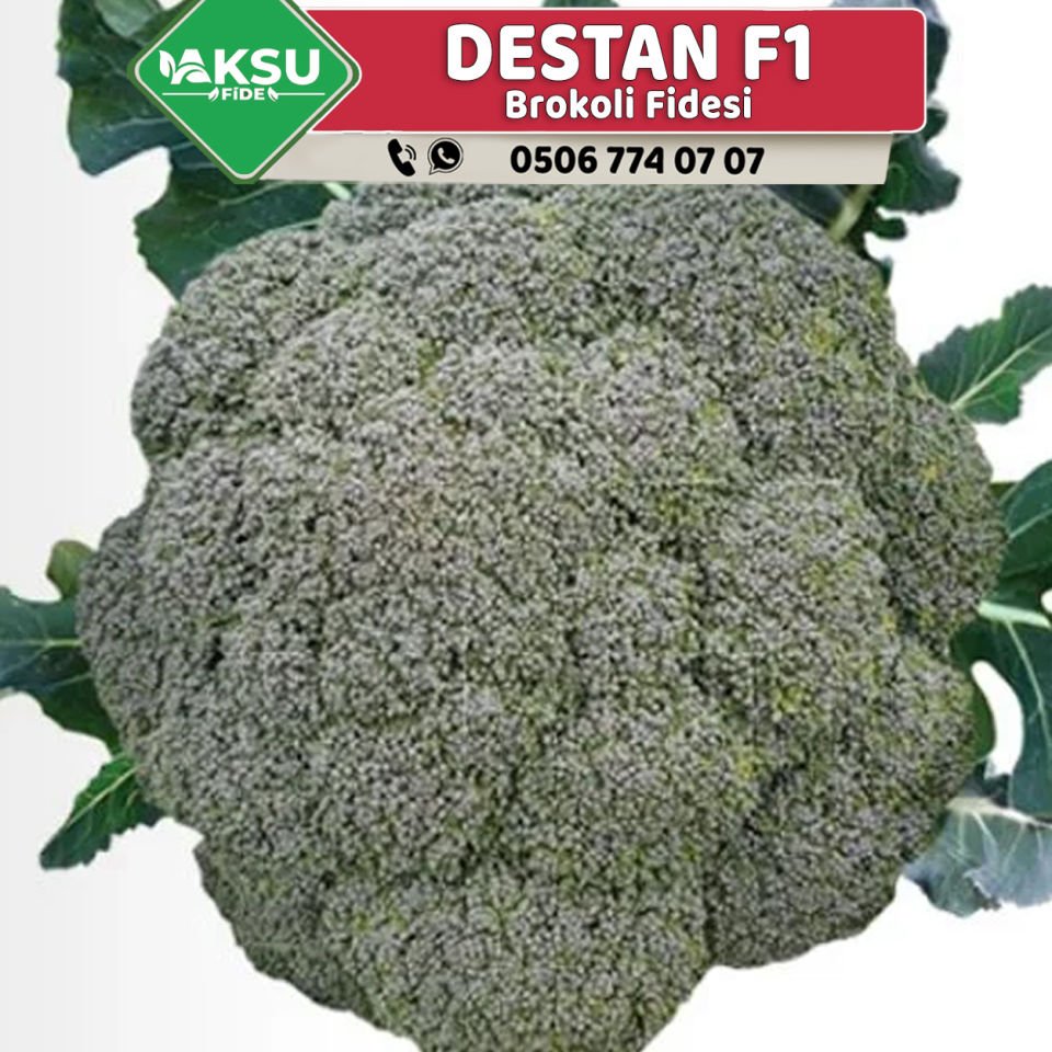 Destan F1 Çok Erkenci Brokoli Fidesi