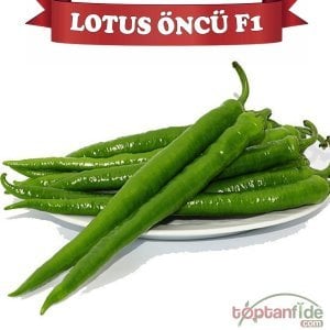 Lotus Öncü F1 Sivri Biber Fidesi