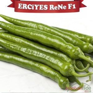 Erciyes ReNe F1 Sivri Biber Fidesi