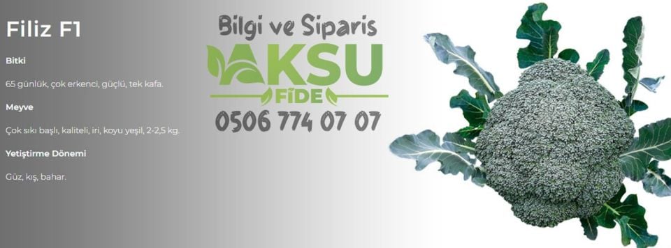Filiz F1 Brokoli Tohumu 2.500 Adet