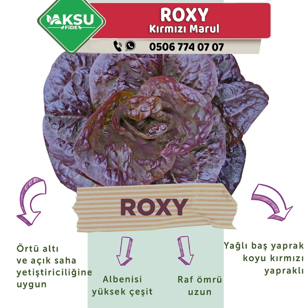 Roxy Kırmızı Marul Fidesi