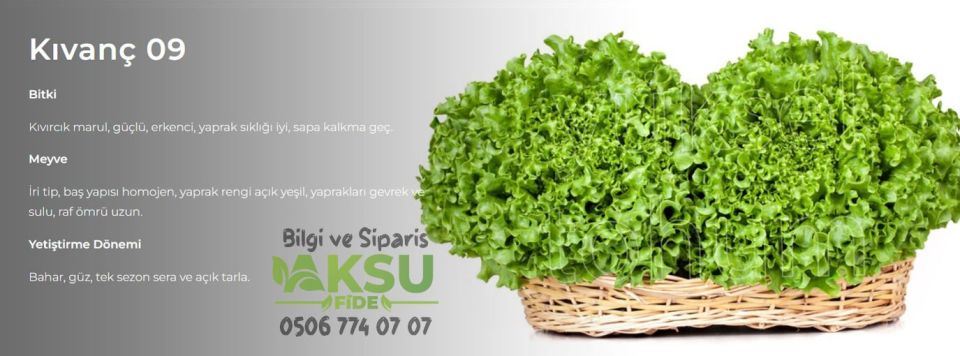 Kıvanç 09 Kıvırcık Marul Tohumu 10.000 Ad.