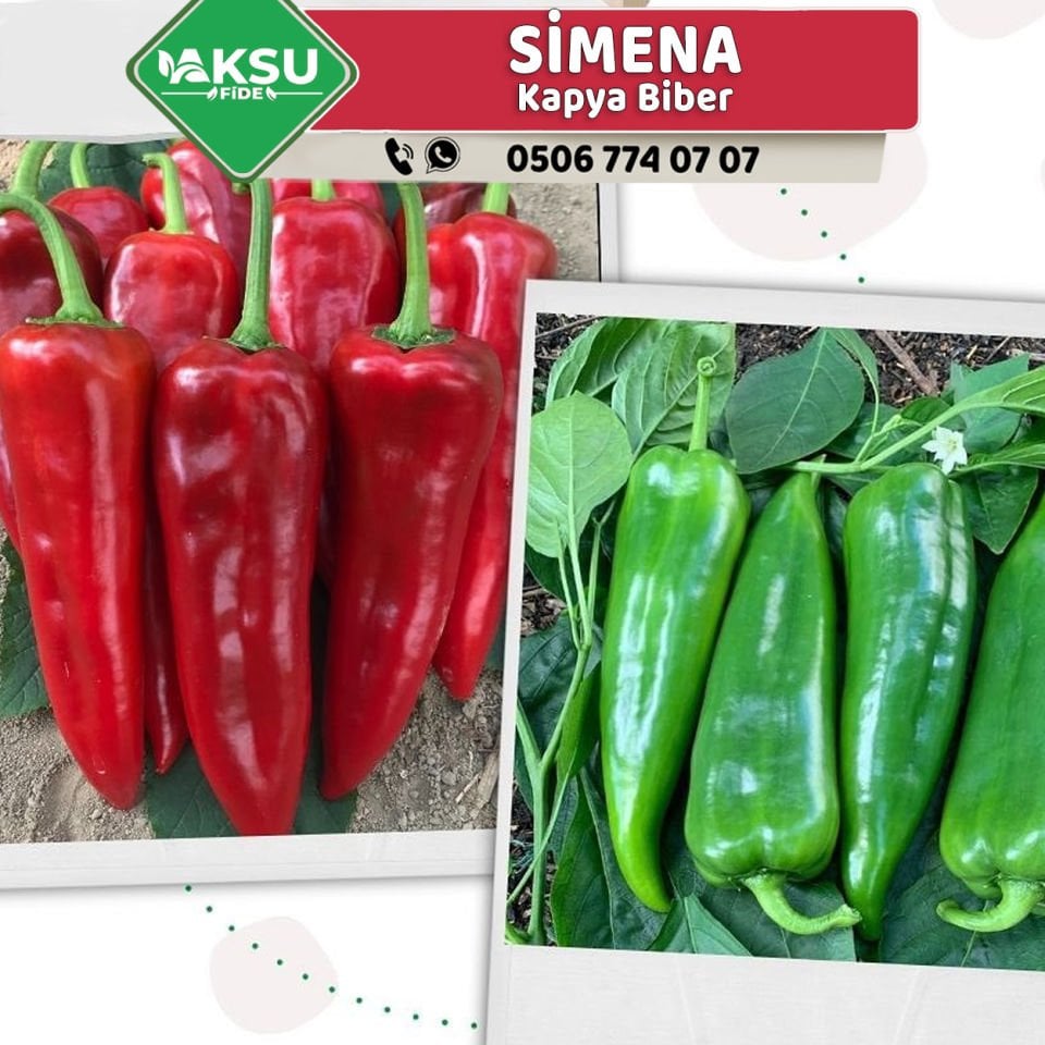 Simena Kapya Biber Fidesi