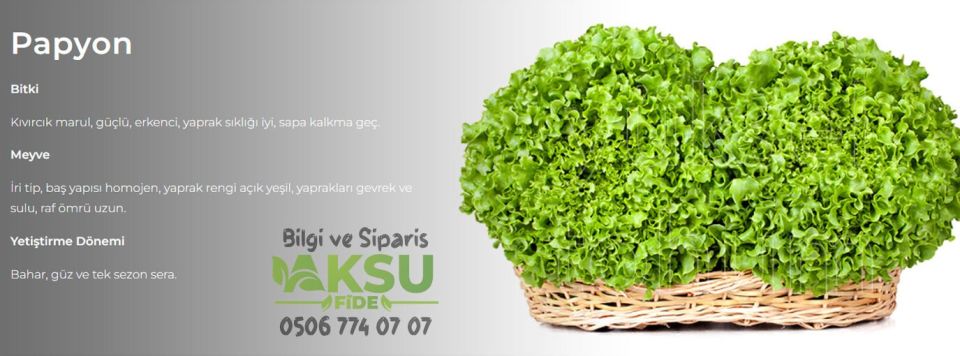 Papyon Kıvırcık Marul Tohumu 10.000 Adet