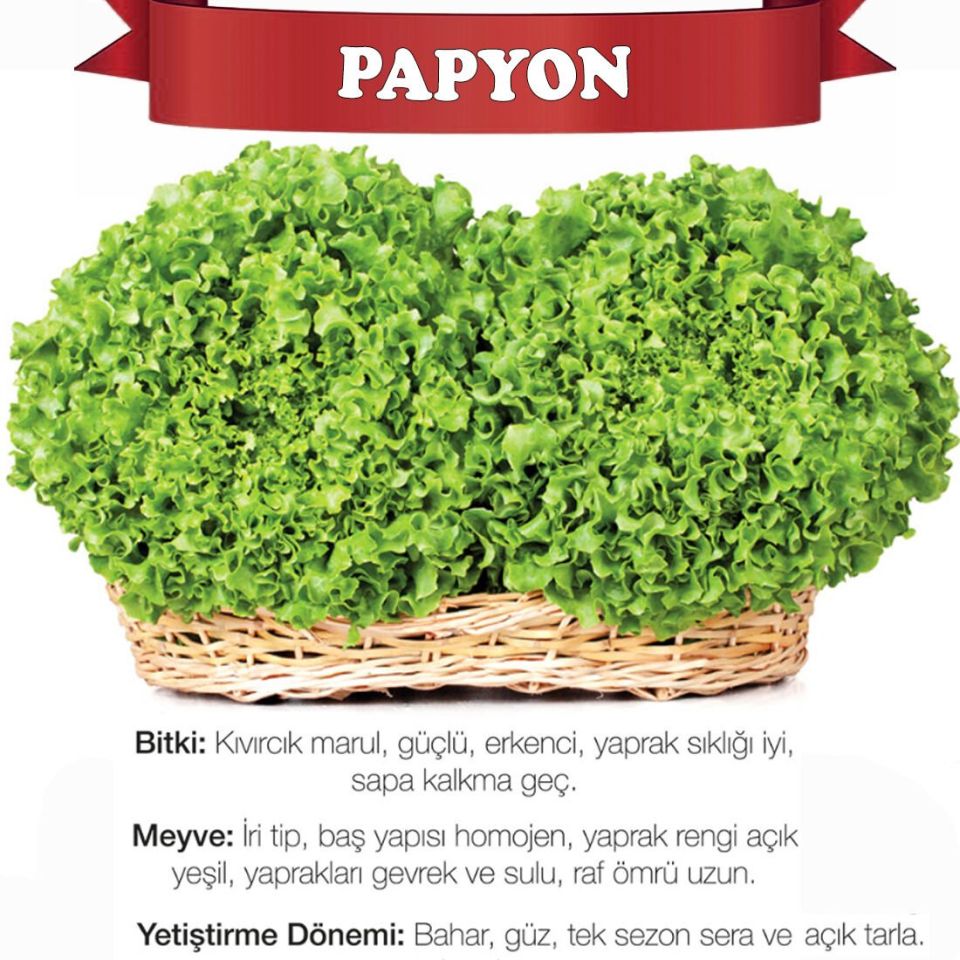 Papyon Kıvırcık Marul Tohumu 10.000 Adet