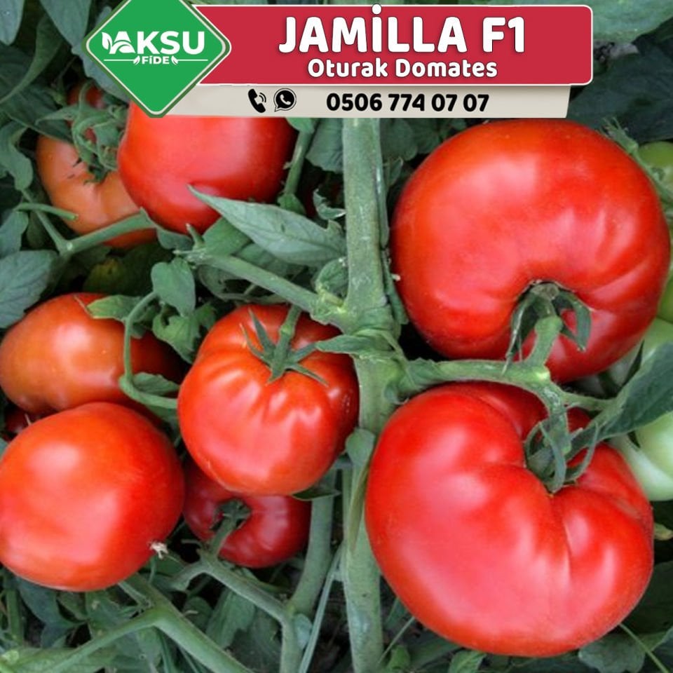 Jamilla F1 Oturak Domates Fidesi