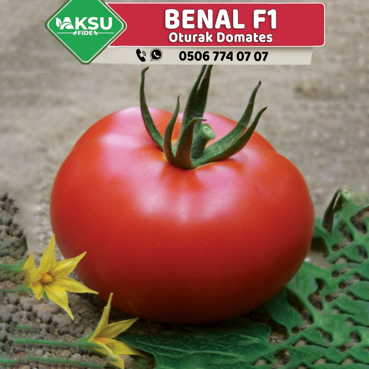 Benal F1 Oturak Domates Fidesi