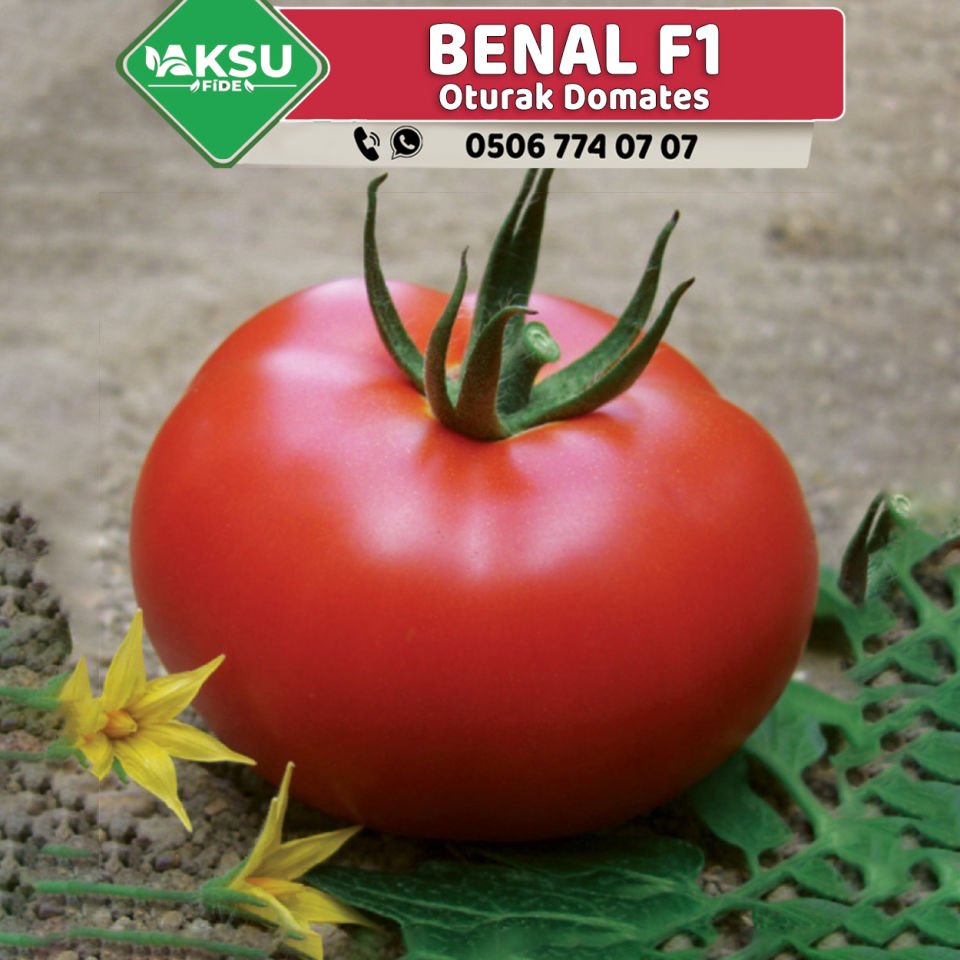 Benal F1 Oturak Domates Fidesi