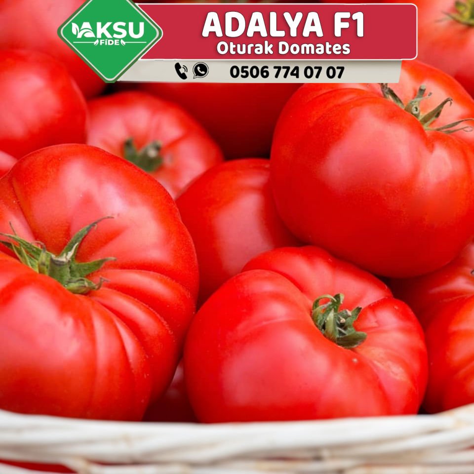 Adalya F1 Oturak Domates Fidesi