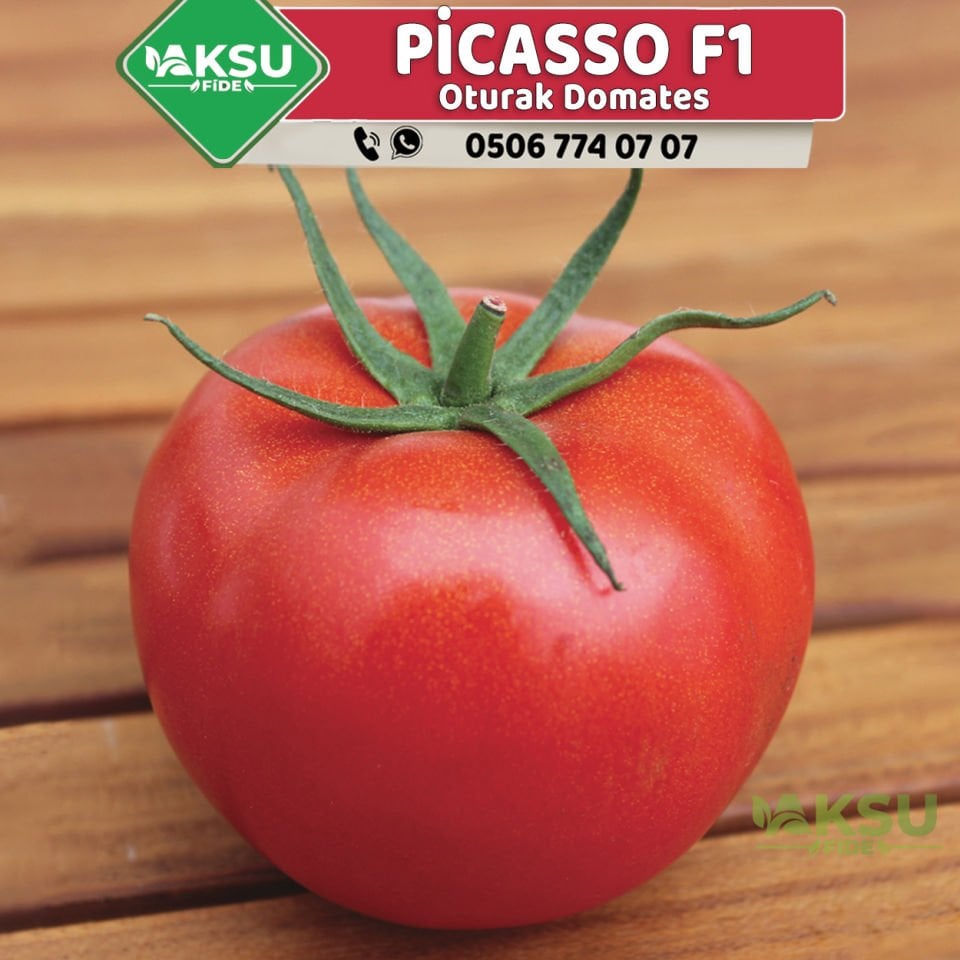 Picasso F1 Oturak Tane Domates Fidesi