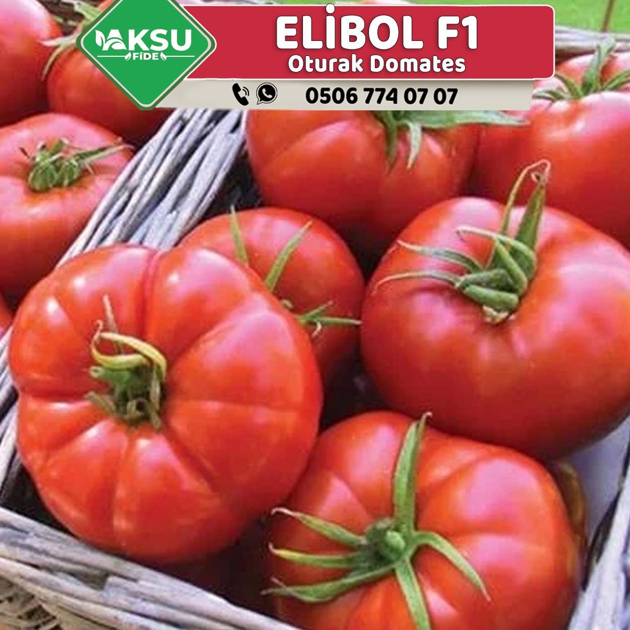 Elibol F1 Tarla Oturak Domates Fidesi
