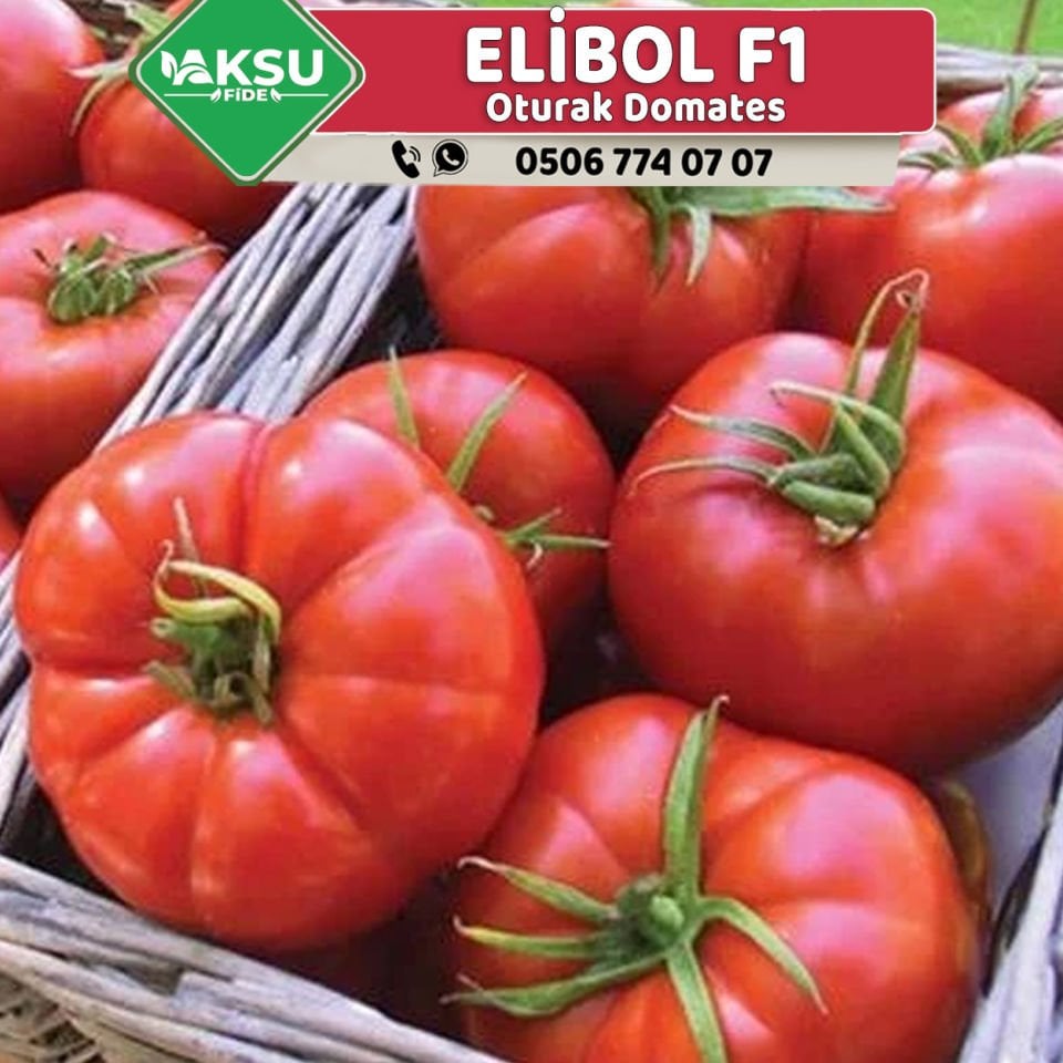 Elibol F1 Tarla Oturak Domates Fidesi