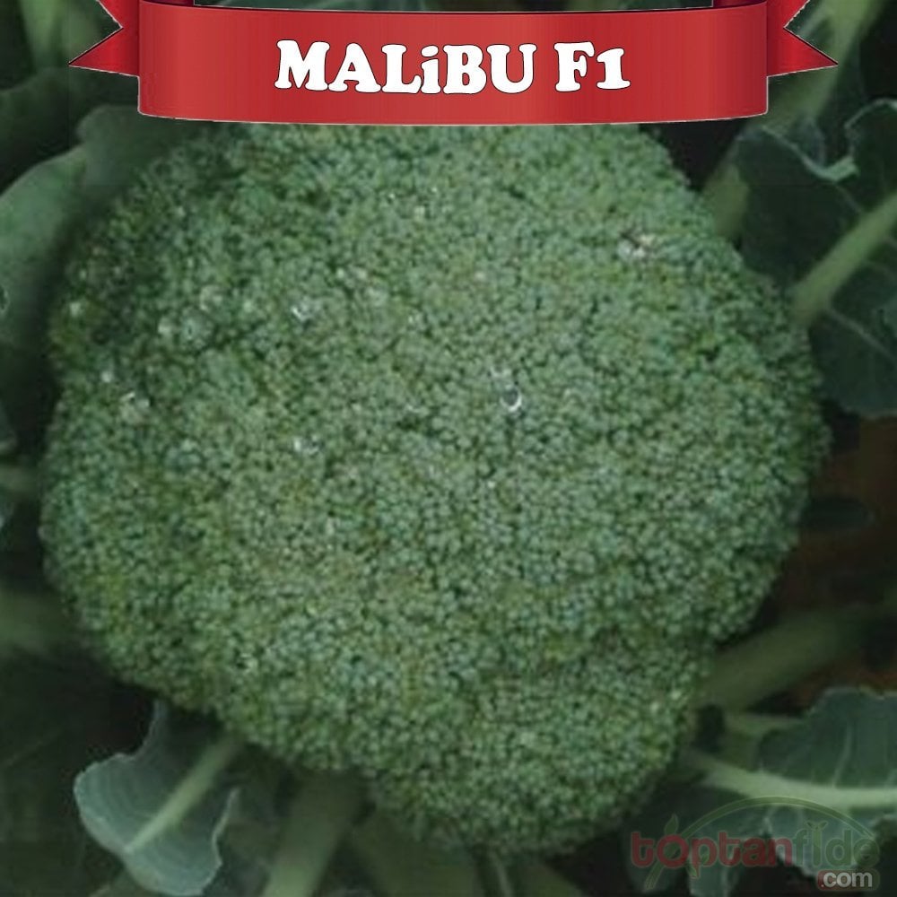 Malibu F1 Brokoli Fidesi