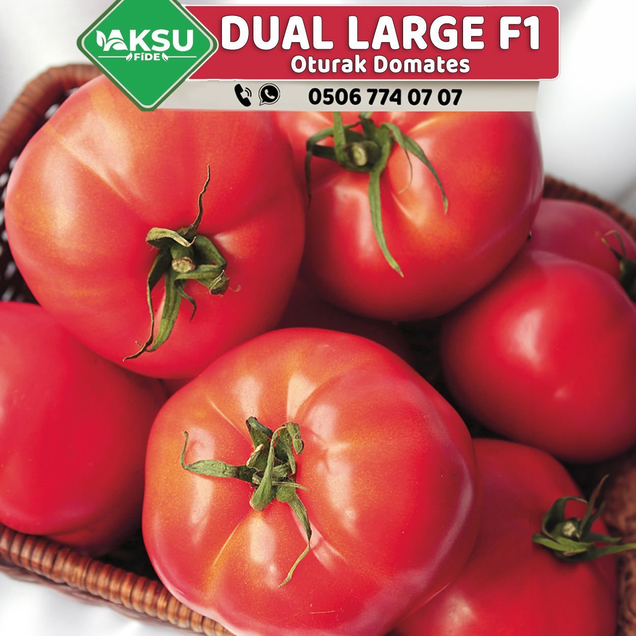 Dual Large F1 Oturak Tarla Domatesi Fidesi