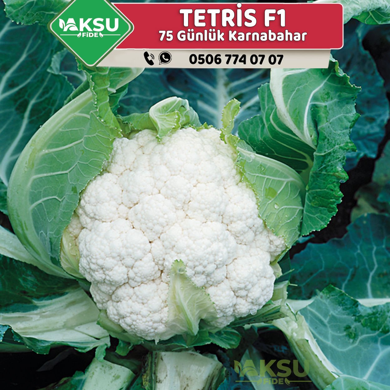 Tetris Karnabahar Fidesi
