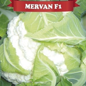 Mervan F1 Karnabahar Fidesi