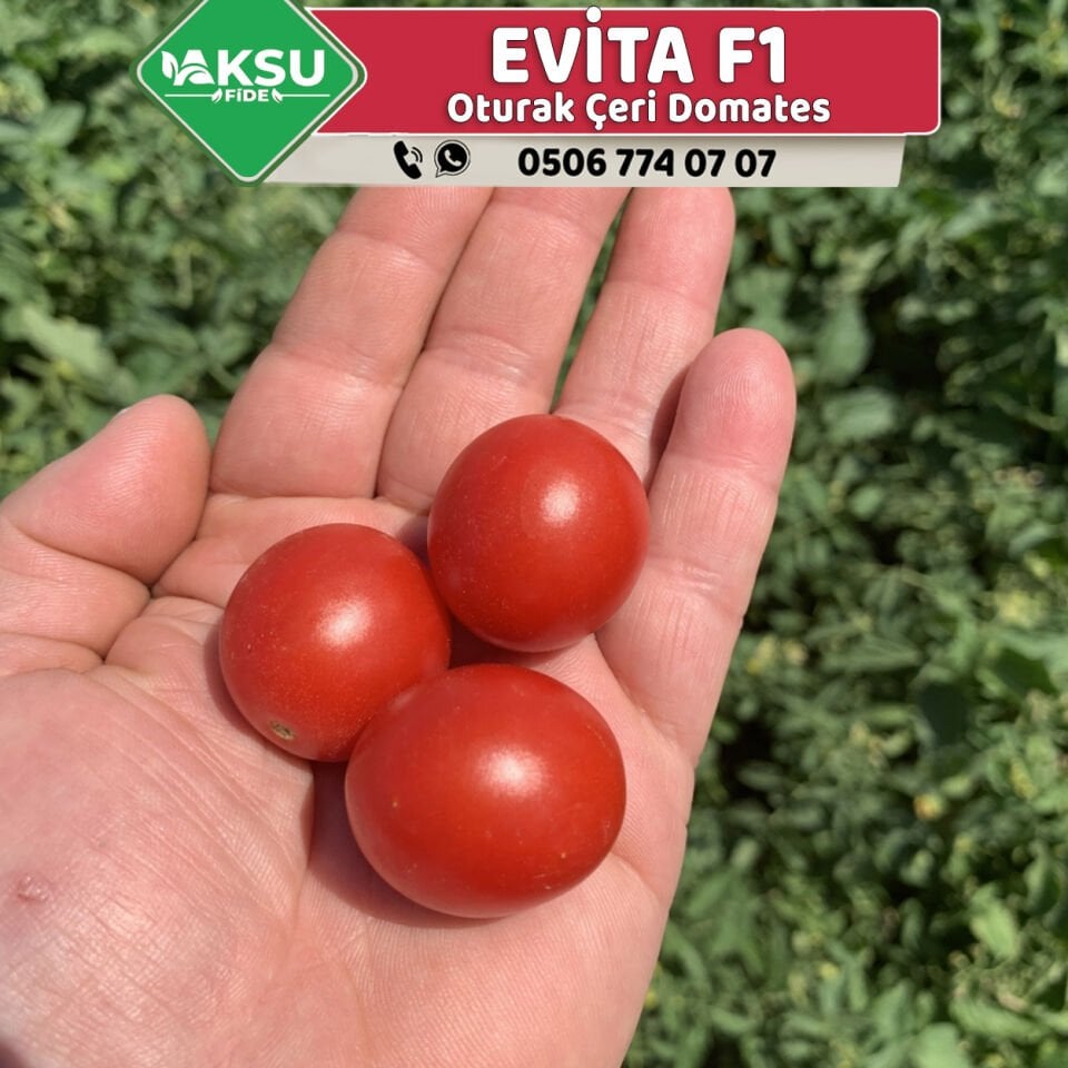 Evita F1 Oturak Çeri Domates Fidesi