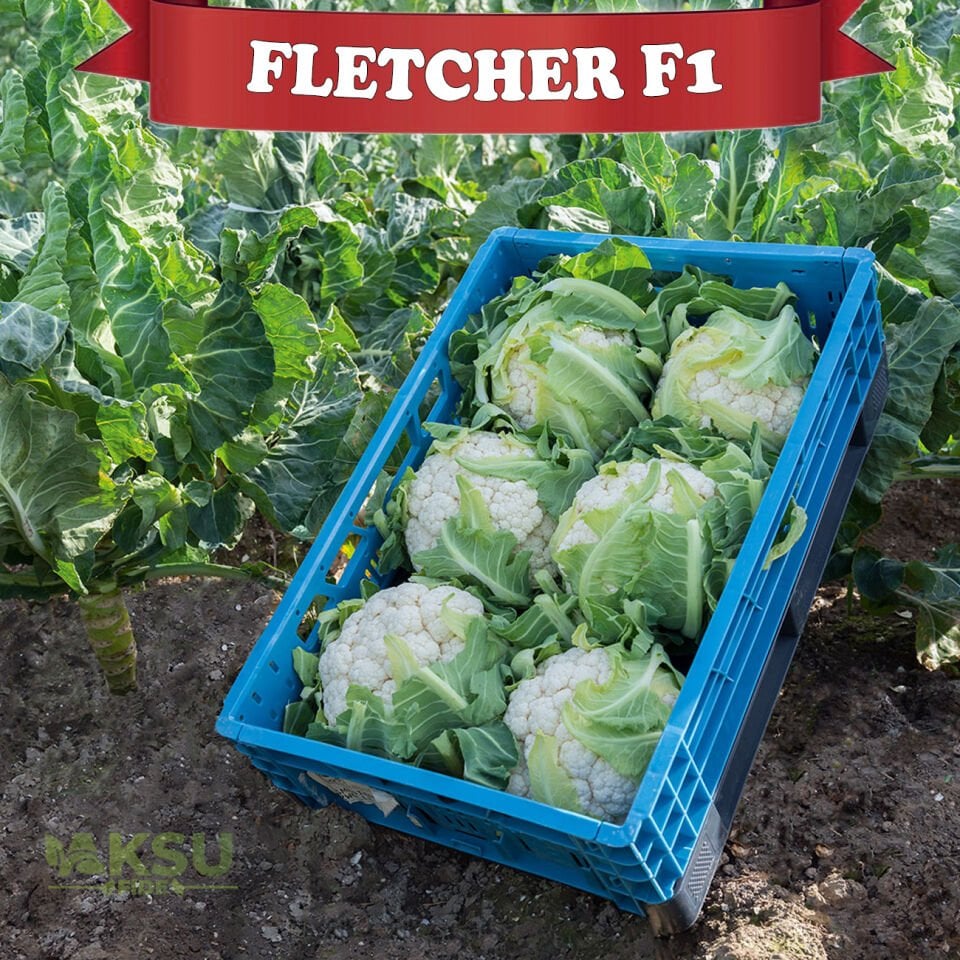 Fletcher F1  Kışlık Karnabahar Fidesi