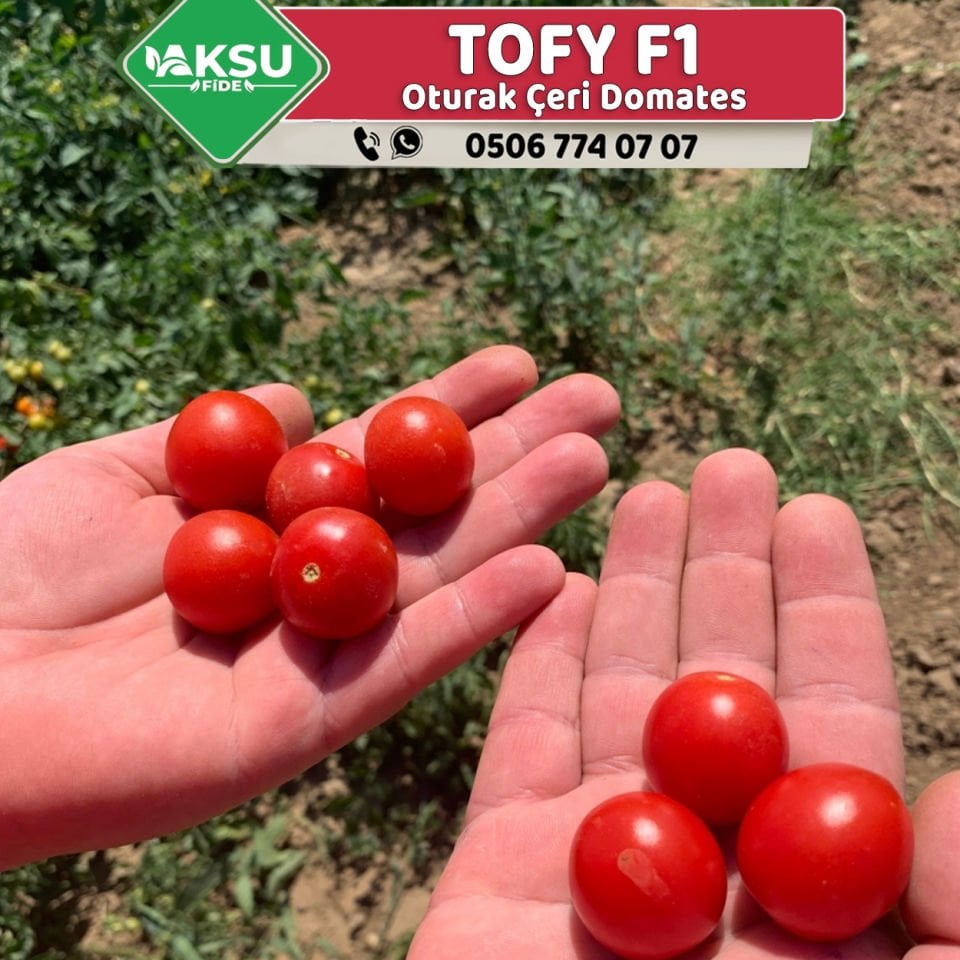 Tofy F1 Oturak Çeri Domates Fidesi
