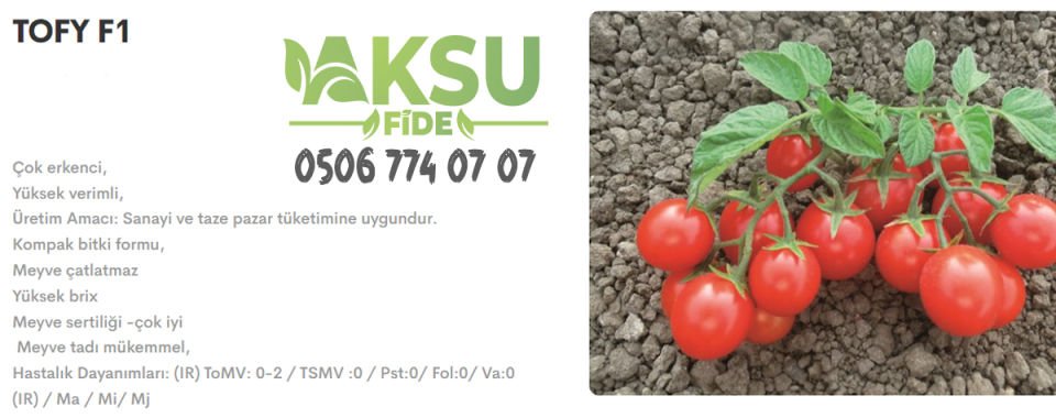 Tofy F1 Oturak Çeri Domates Fidesi