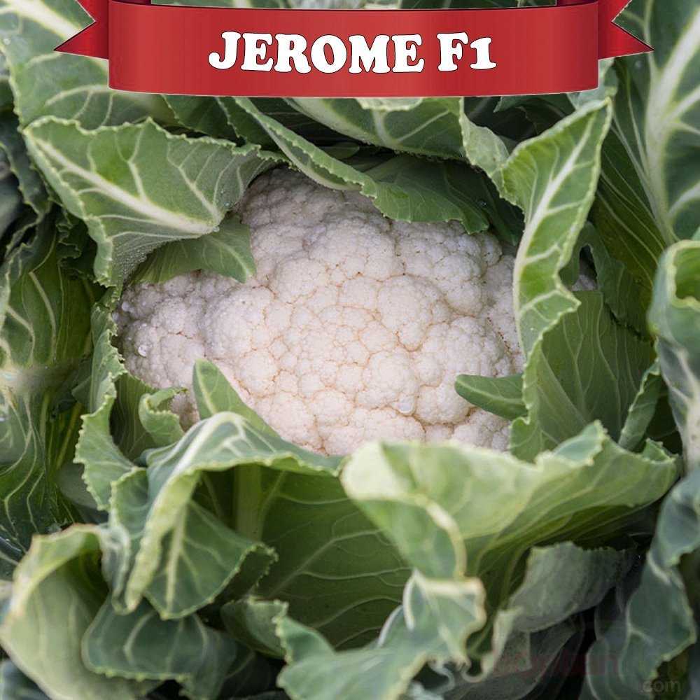 Jerome F1 Karnabahar Fidesi