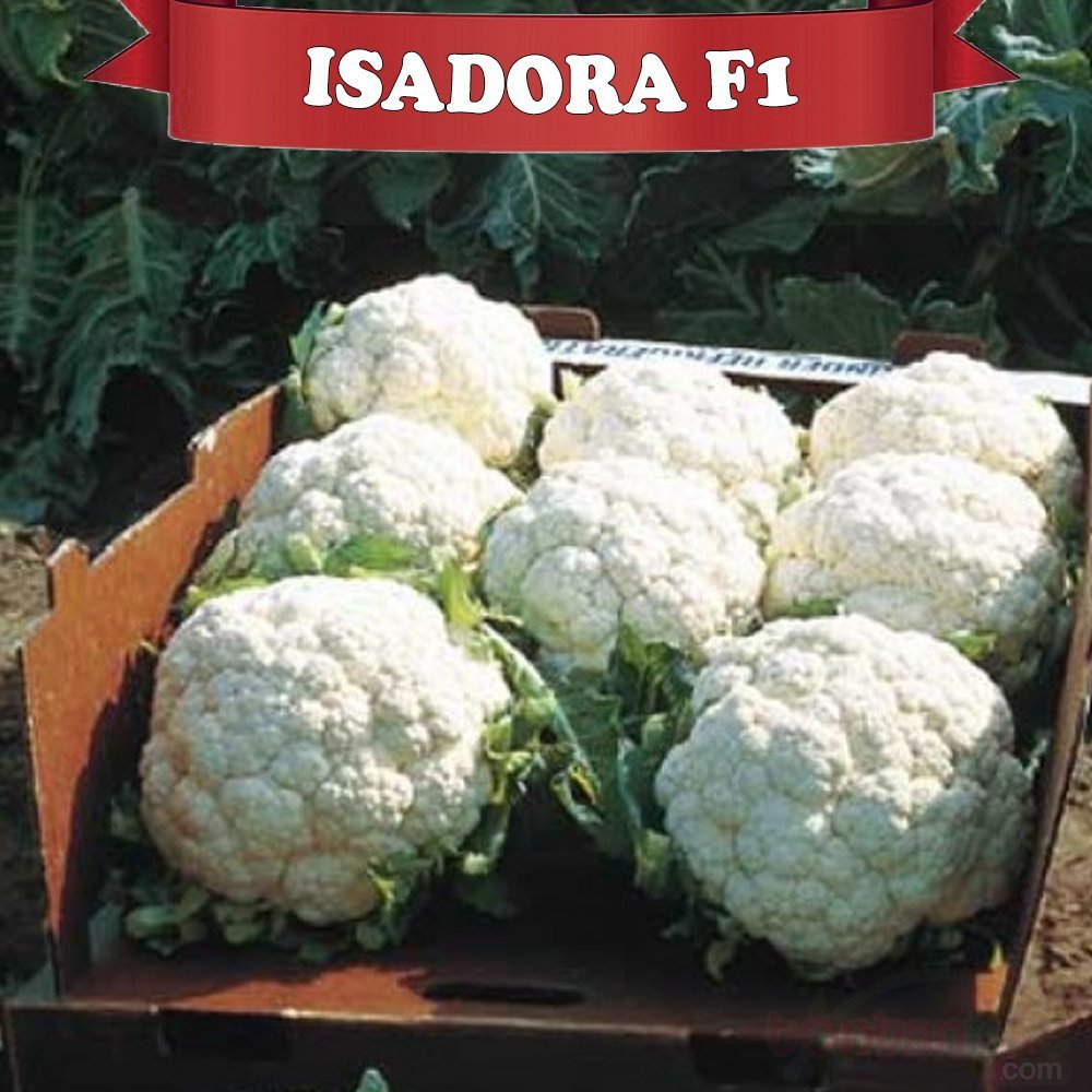 Isadora F1 Karnabahar Fidesi