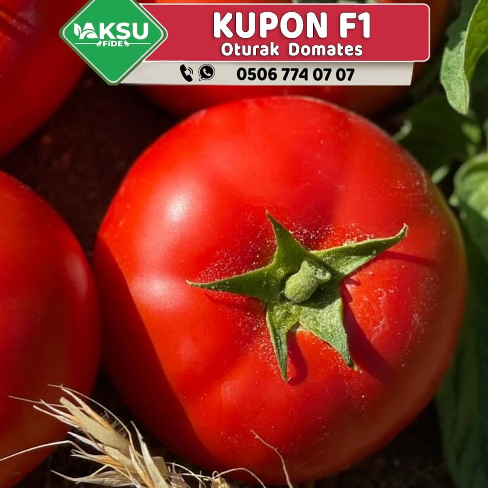 Kupon F1 Oturak Domates Fidesi