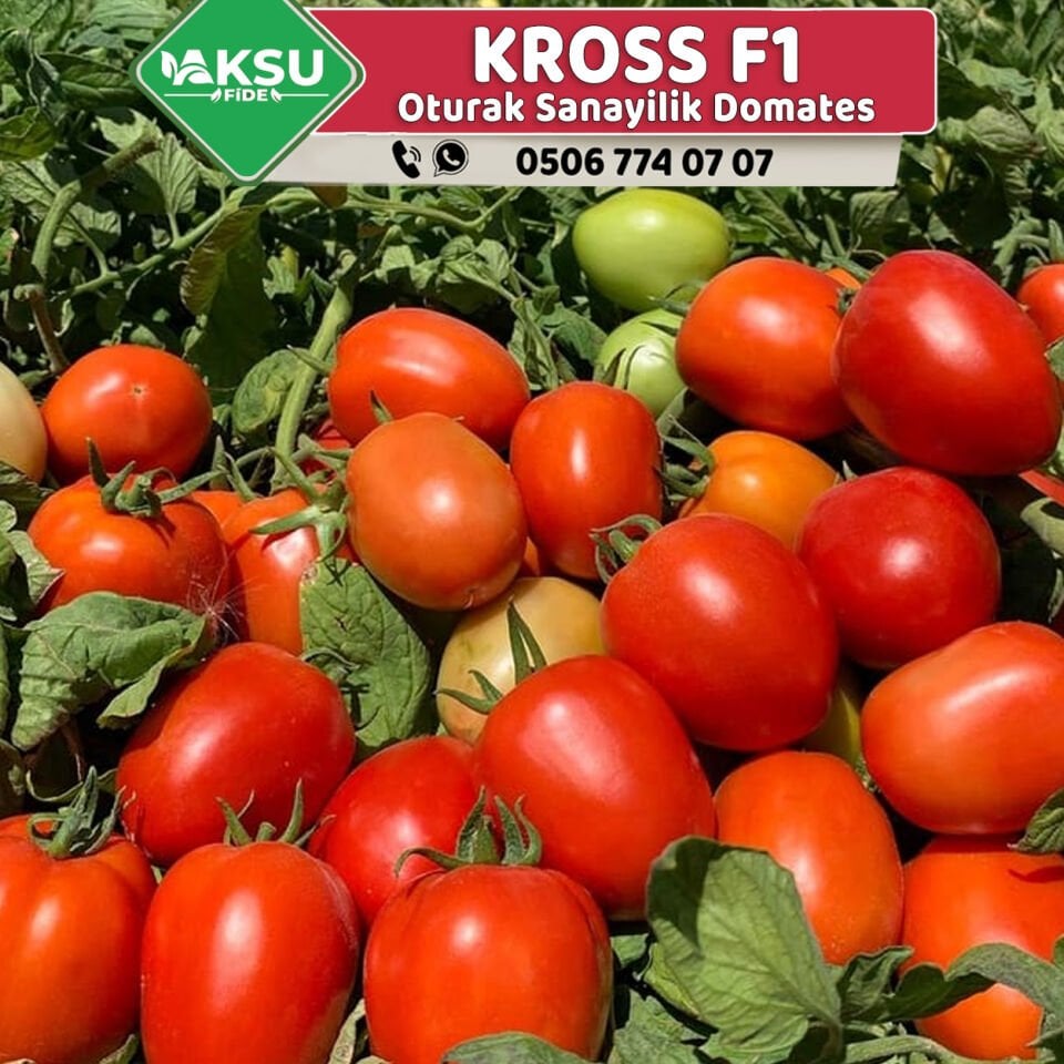 Kross F1 Sanayilik Domates Fidesi
